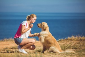 Konsequenz Golden Retreiver