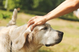 Lob Golden Retriever Erziehung