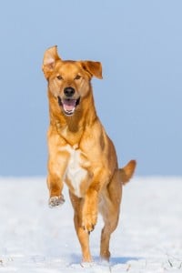 Mischling Golden Retriever
