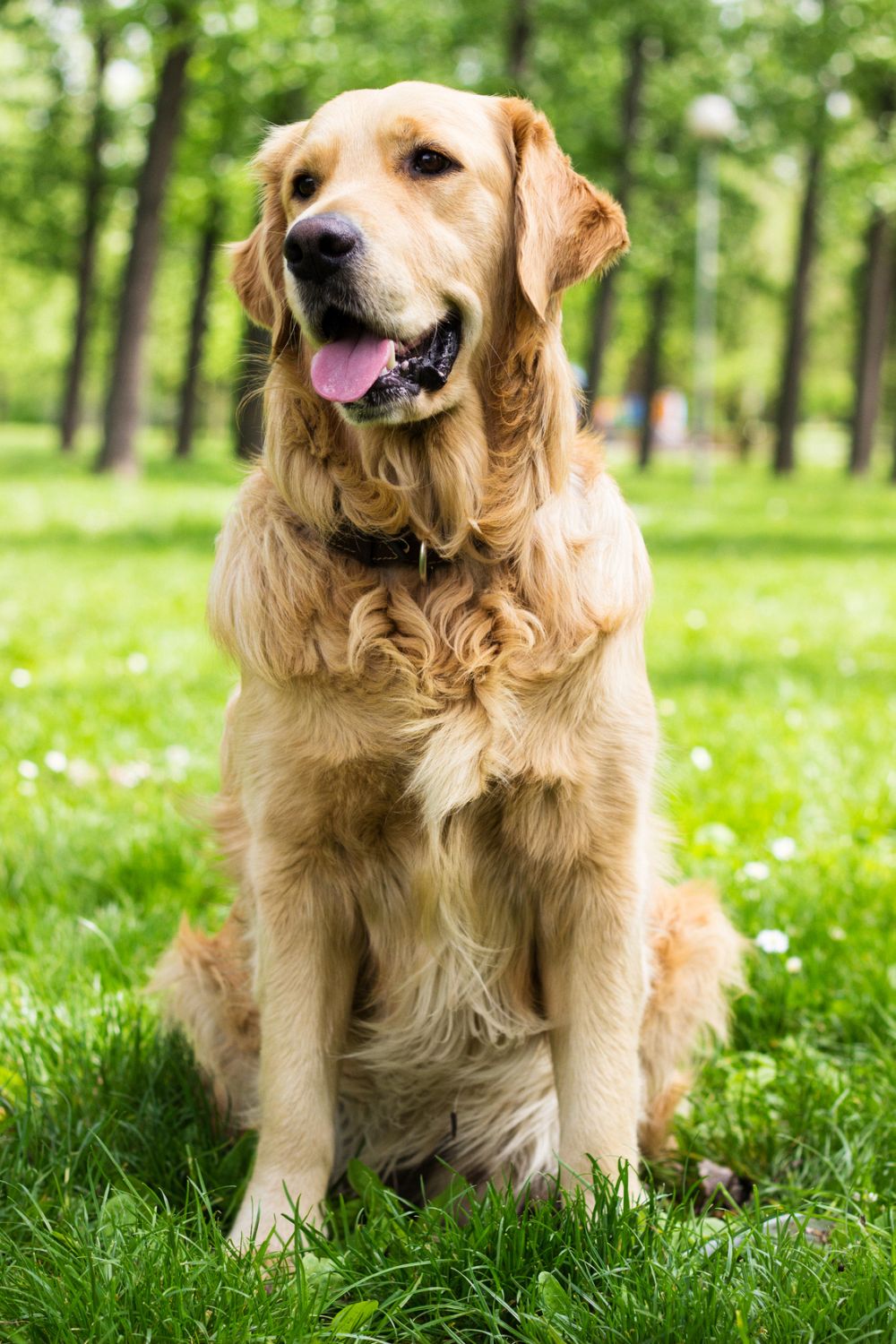 Golden Retriever Wesen und Charakter - Steckbrief GolDen Retriever