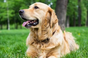 Zeckenschutz Golden-Retriever