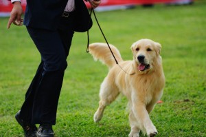 Zuchttauglichkeitsprüfung Golden Retriever Deckrüde