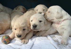 Züchter Golden Retriever