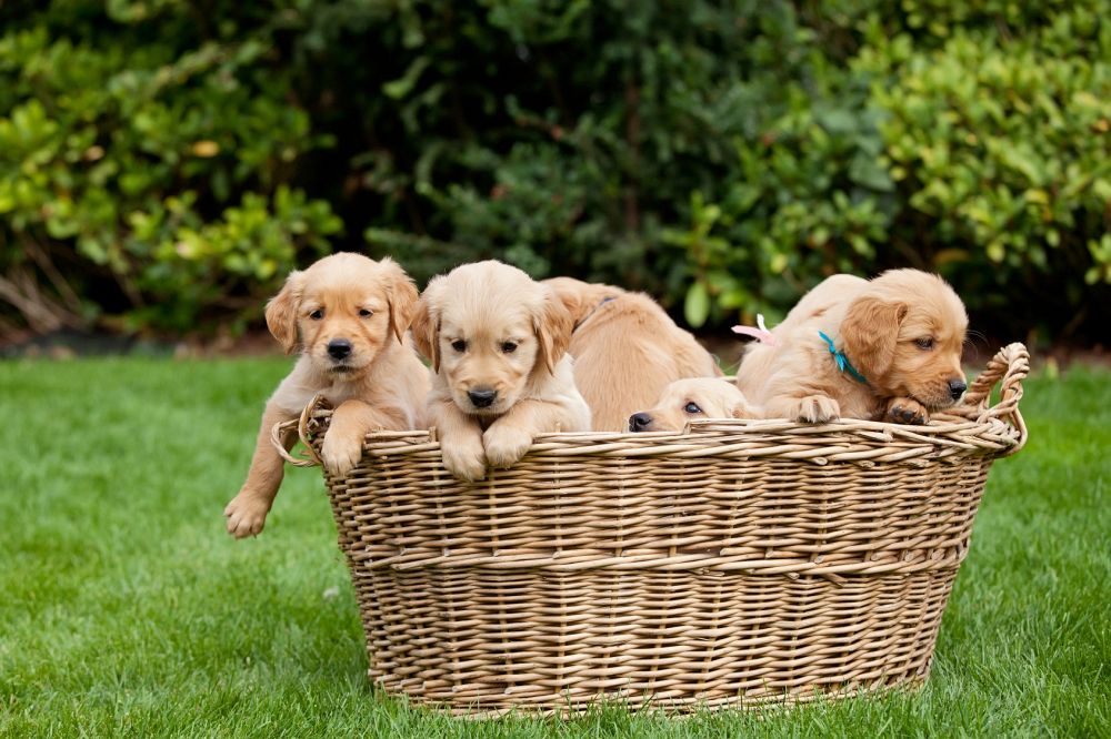 Golden Retriever Fotos und Bilder - Wurmkur GolDen Retriever Welpen