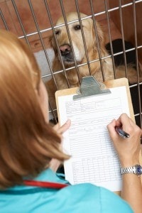 älteren golden retriever kaufen