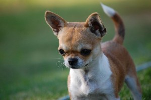Chihuahua-Hund