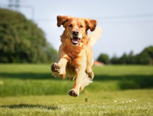 Golden Retriever Lebensdauer