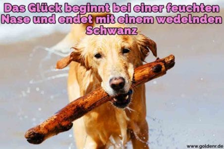 Golden Retriever Zitate und Sprüche GoldenR.de