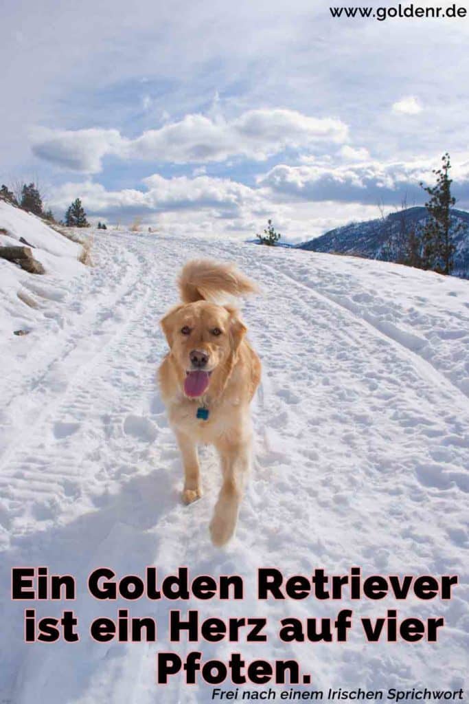 Golden Retriever Zitate und Sprüche GoldenR.de