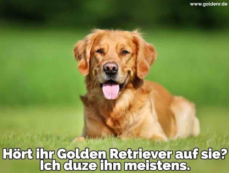 Golden Retriever Zitate und Sprüche GoldenR.de