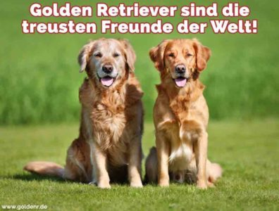 Golden Retriever Zitate und Sprüche GoldenR.de