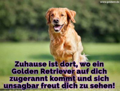 Golden Retriever Zitate und Sprüche GoldenR.de