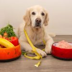 BARFen - Welche Vor- und Nachteile bietet das BARFen für den Golden Retriever?