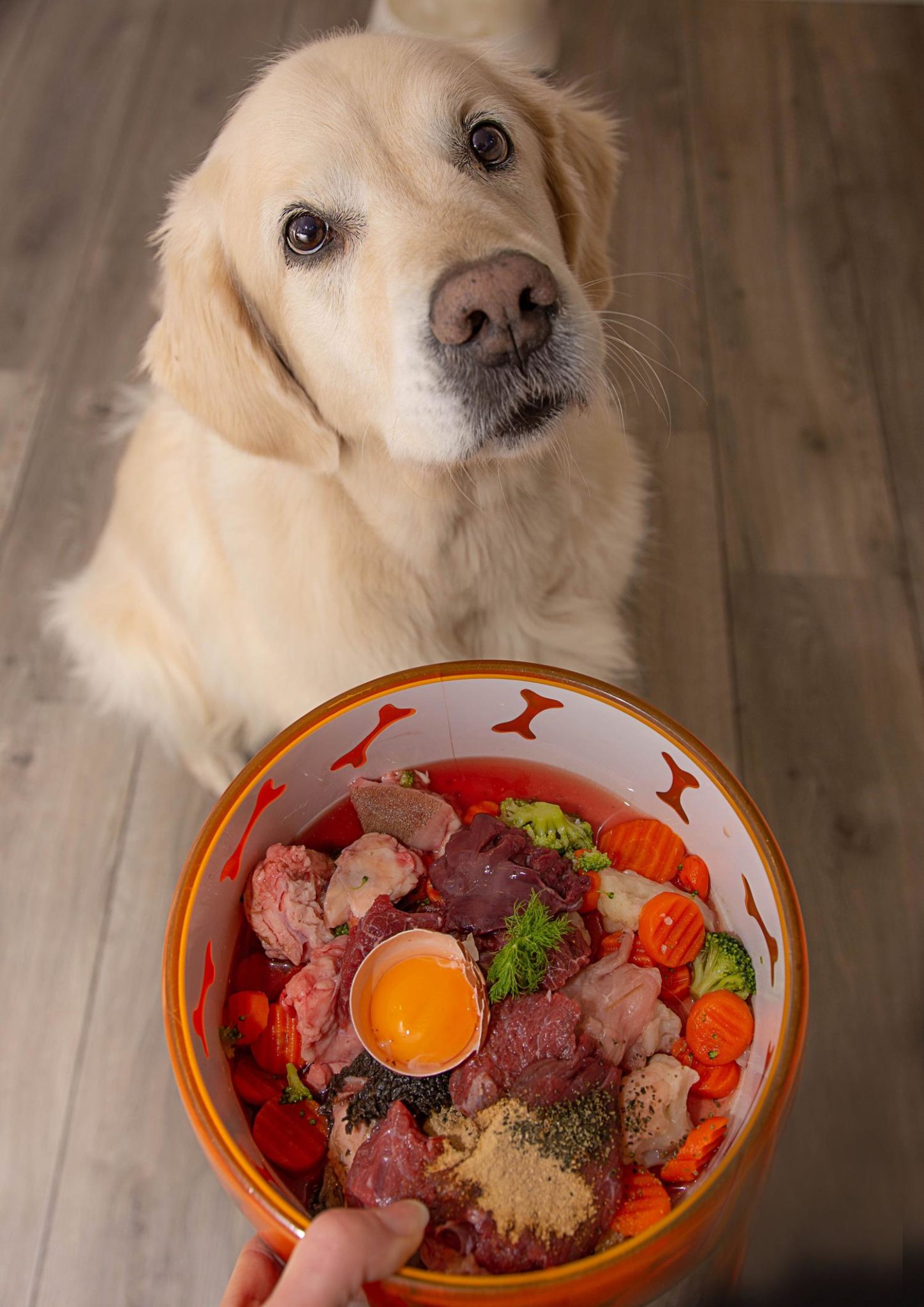 Golden Retriever BARFen - Gesundes Hundefutter für Deinen Liebling.
