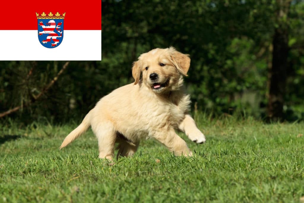 Golden Retriever Züchter mit Welpen Hessen