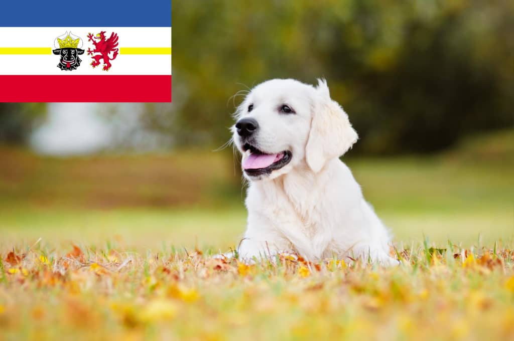Golden Retriever Züchter mit Welpen Mecklenburg-Vorpommern