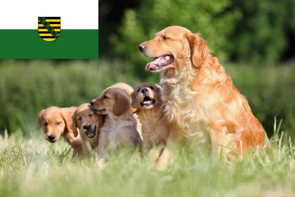Golden Retriever Züchter mit Welpen Sachsen