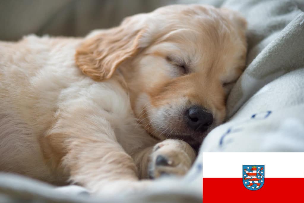 Golden Retriever Züchter mit Welpen Thüringen