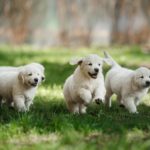 Golden Retriever Welpen - Was Du vor dem Welpenkauf wissen musst!