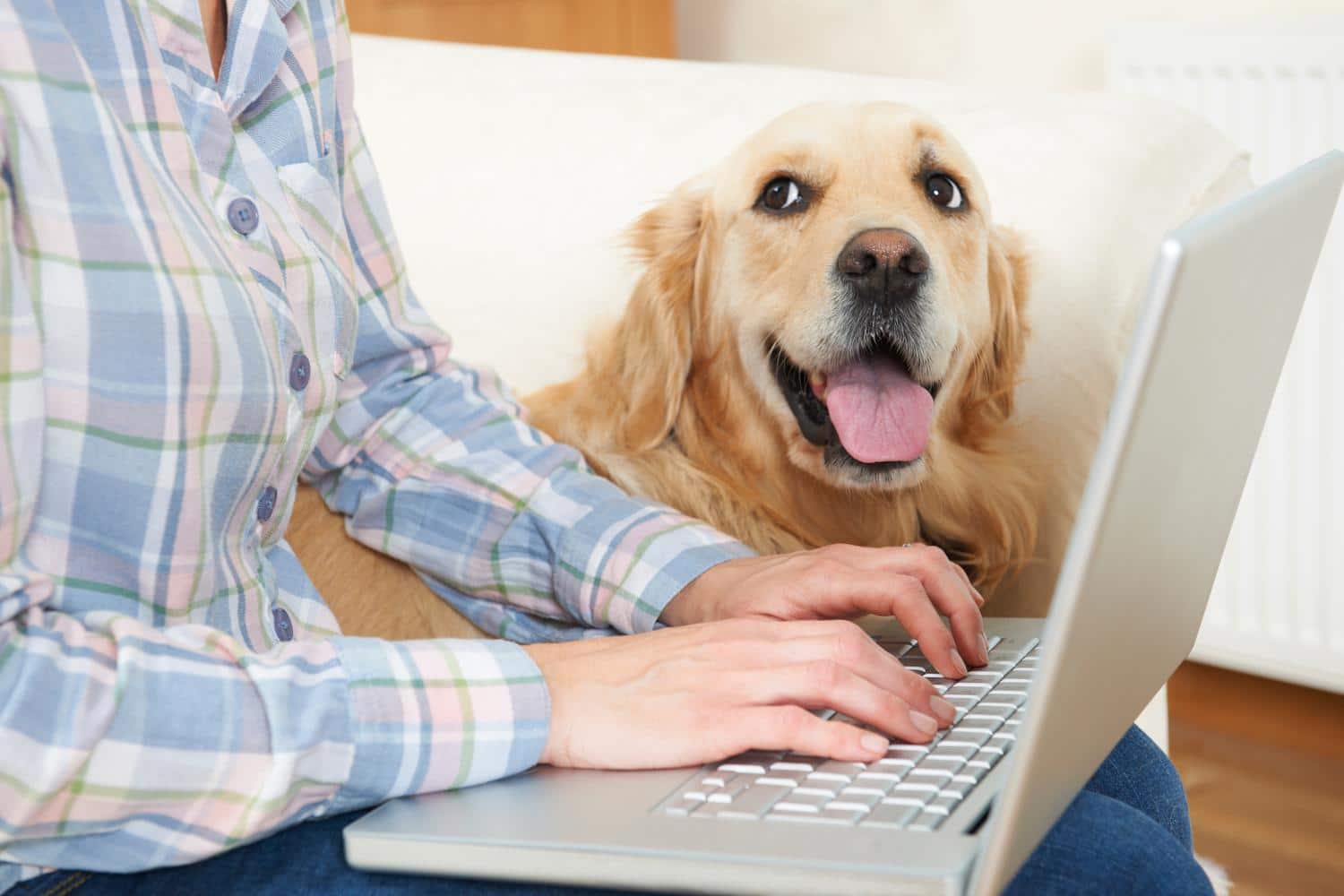 Auf Golden Retriever Anzeige antworten