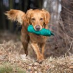 Golden Retriever beschäftigen - Golden Retriever läuft mit Dummy im Maul aus dem Wald