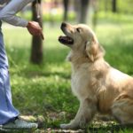 Golden Retriever Erziehung