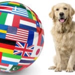 Golden Retriever Züchter in der ganzen Welt