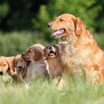 Golden Retriever Kaufen - Bin ich bereit für den Golden Retriever?