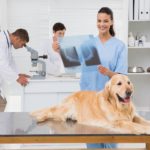 Golden Retriever Krankheiten - Was sind typische Krankheiten beim Golden Retriever?