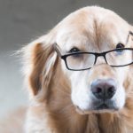 Wie alt wird ein Golden Retriever ? Golden Retriever Lebenserwartung