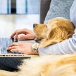 Golden Retriever Suche