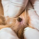 Die Zecke gehört zu den häufigsten Parasiten beim Golden Retriever