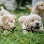 Golden Retriever Züchter - Woran erkenne ich einen guten Golden Retriever Züchter?