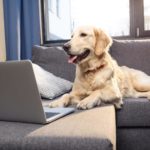 Interessante Links zu anderen Webseiten - Nicht nur über Golden Retriever!