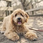 Goldendoodle - Golden Retriever und Pudel Mischling