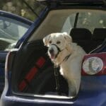Golden Retriever im Auto - Was gibt es zu beachten?