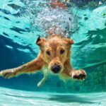 Kann ein Golden Retriever schwimmen?