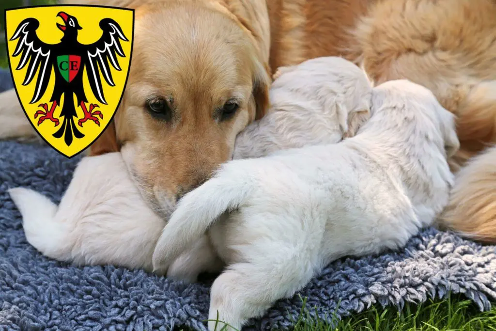 Golden Retriever Züchter mit Welpen Esslingen am Neckar, Baden-Württemberg