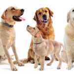 Welche Arten von Golden Retrievern gibt es?