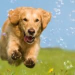 Wann ist ein Golden Retriever ausgewachsen?