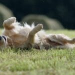 Was kostet ein Golden Retriever?