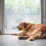 Wie lange Golden Retriever alleine lassen?