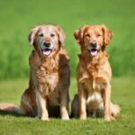 Golden Retriever Männchen oder Weibchen?