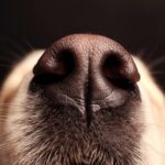 Golden Retriever Nase trocken - Abhilfe?