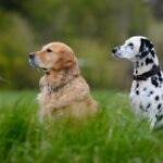 Golden Retriever oder Dalmatiner kaufen?