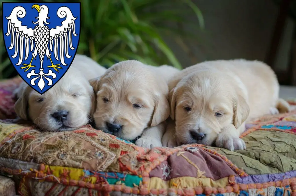 Golden Retriever Züchter mit Welpen Arnsberg, Nordrhein-Westfalen