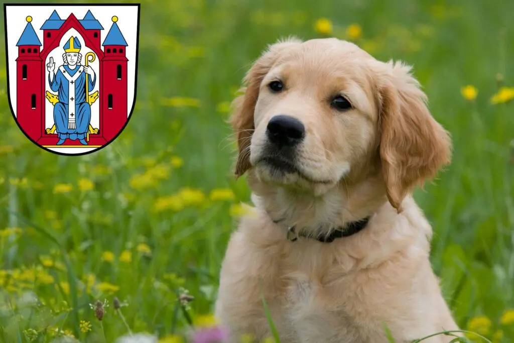 Golden Retriever Züchter mit Welpen Aschaffenburg, Bayern