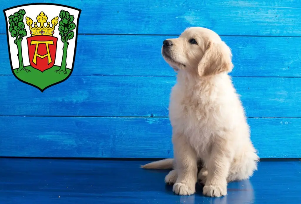 Golden Retriever Züchter mit Welpen Aurich, Niedersachsen