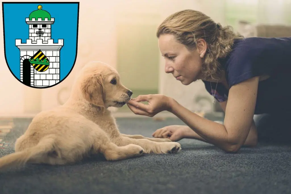 Golden Retriever Züchter mit Welpen Bad Belzig, Brandenburg