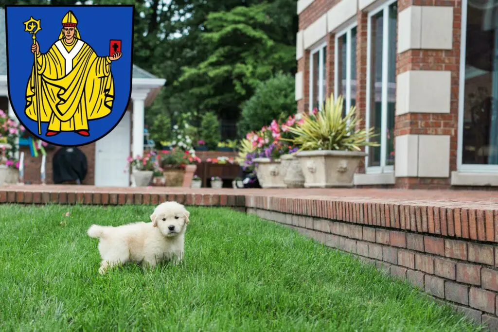 Golden Retriever Züchter mit Welpen Bad Salzungen, Thüringen